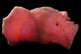 Pink Manganoan Calcite Crystal Cluster - Fluorescent! #361509-1